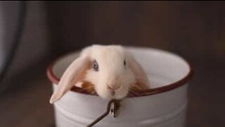 Teneri e coccolosi: i conigli che ti riempiranno d'amore