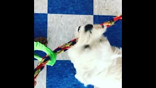 Trio tug of war