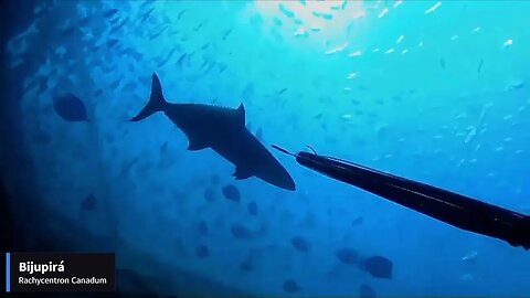 Macau-RN Expedition - Apnea Sub Fishing - Part 07 #spearfishing #spearfishingphilippines #fishing