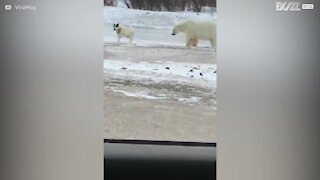 Det usandsynlige venskab mellem en hund og en isbjørn