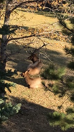 Elk uses massive antlers to scratch his back