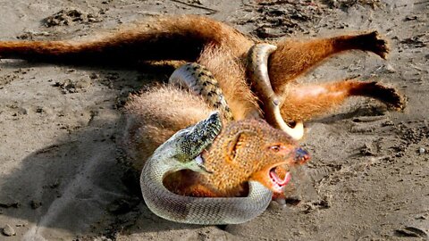 Unbelievable! King Cobra Kills Mongoose With Powerful Bite - Mongoose Vs Snake