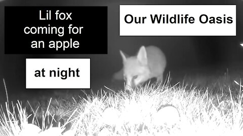 Lil fox is stealing an apple at night in Our Wildlife Oasis