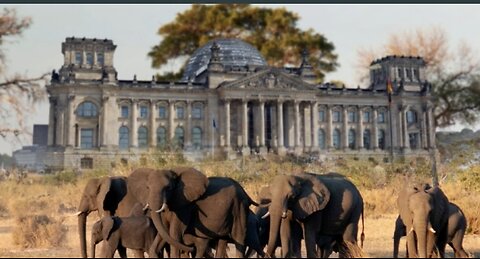 Genau mein HUMOR.LINKS GRÜN BEKIFFT - Deutschland KANN die Elefanten nicht ablehnen