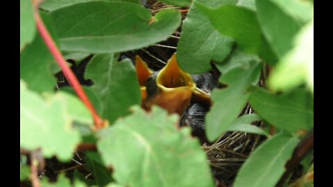 Nest in a honeysuckle bush