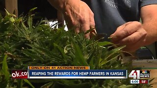 Kansas hemp farmers harvesting first-year crop
