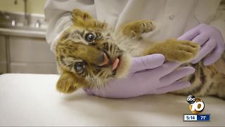 Smuggled tiger cub nursed back to health