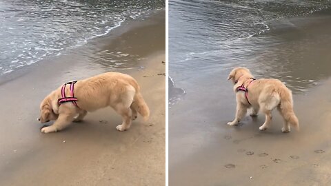 Labrador puppy adorably scared of the waves