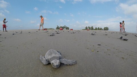 Hundreds of baby turtles race to the sea