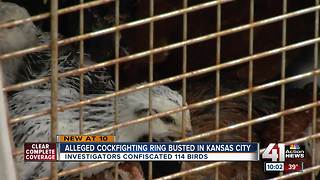 Suspected cockfighting ring busted in KC