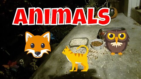 Wildlife And Feral Cat Live Camera! 🦊