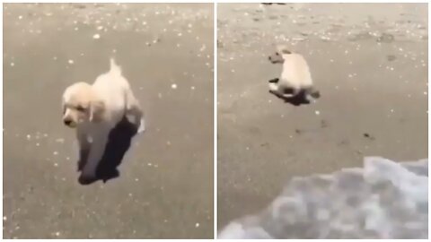 What is he doing on the beach ⛱ 🤔 my cute puppy