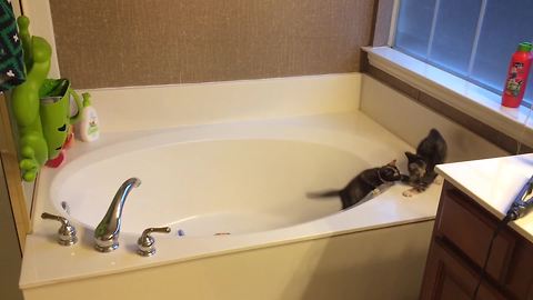 "Two Cats Play In Empty Bathtub"