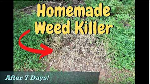 Homemade ORGANIC WEED KILLER recipe and tested with results!