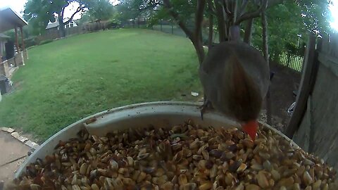 Sun Apr 21 Backyard Bird Buffet - Mrs. Northern Cardinal