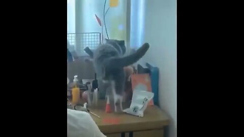 Funniest Cats 😹 - Don't try to hold back Laughter 😂 - Funny Cats Life