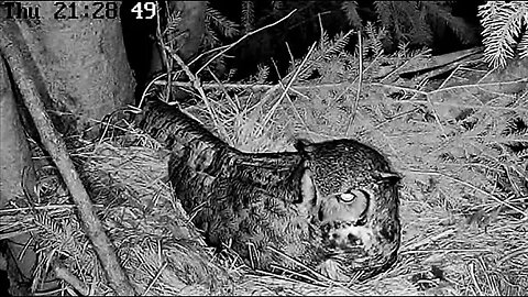 Three Owlets, One Big Fluff Ball 🐥🐥🐥 04/13/23 21:28