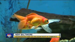 This New Baltimore aquarium has ocean-deep roots in the community