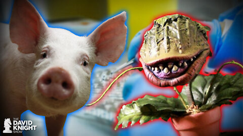 FDA Authorizes Genetic Mods on Pigs & the NIH’s “Little Shop of Horrors"