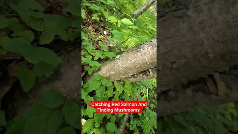 Catching Red Salmon Finding Mushrooms Alaska #mushrooms
