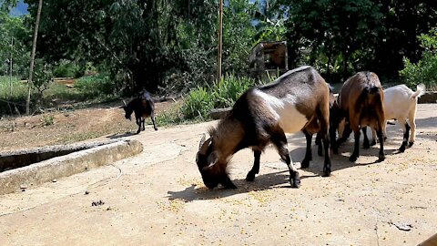 friendly goats, they're naturally eating and having fun.