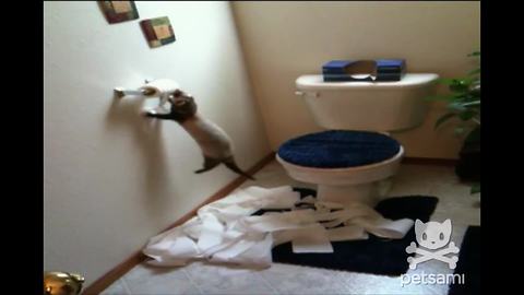 "Otter Playing With Toilet Paper"