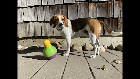 Beagle Buddies: Lazy Dog Treat Way