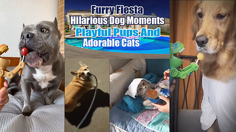 Furry Fiesta Hilarious Dog Moments Playful Pups and Adorable Cats