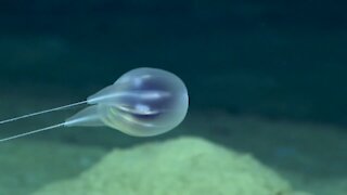 Deep-sea 'blob' is first new species to be classified by video