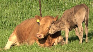 Thirsty calf adorably nudges his tired mother for milk