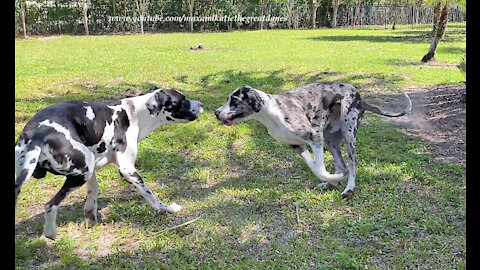 Joyful New Great Dane Friends Run Flying Zoomies