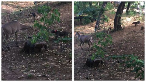 Deer & Doggy Fighting In The Forest.