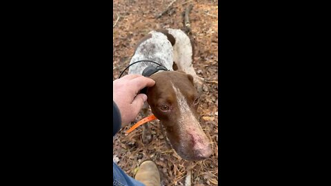 Clover the GSP/walker deer dog