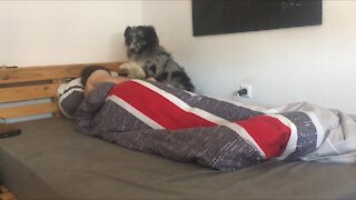 Super cute dog joins his owner in bed to get cuddles