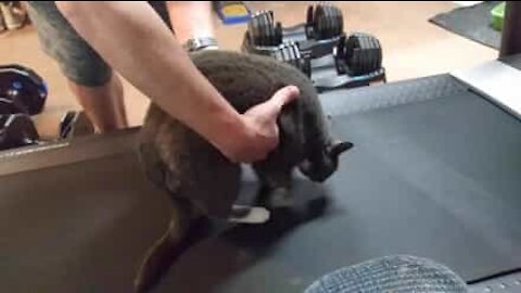 Un chat refuse de faire de l’exercice sur un tapis de cours !