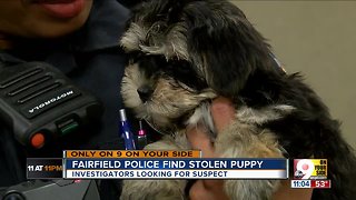 Stolen puppy found safe after ruff 24 hours