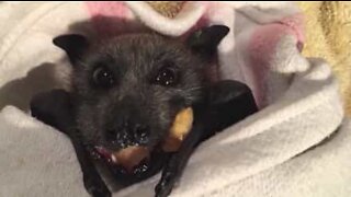 Morcego bebé delicia-se a comer fruta