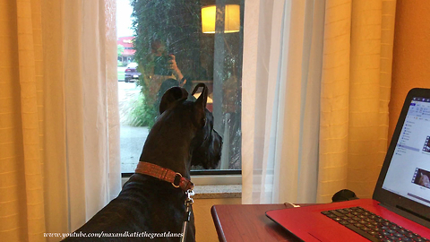 Nosy Great Dane looks out hotel room window