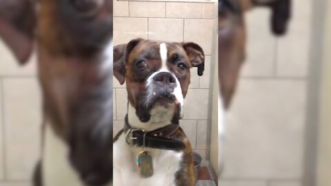 Funniest Reaction of Animals Go To The Vet