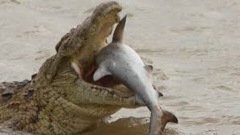 15 times crocodiles and alligaters messed with the wrong opponent