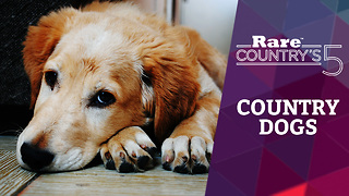 Five Favorite Country Dogs | Rare Country's 5
