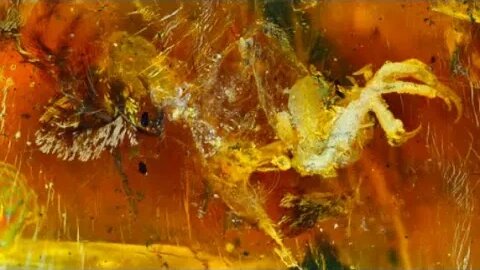 The 10 Most Amazing Fossils Preserved in Amber