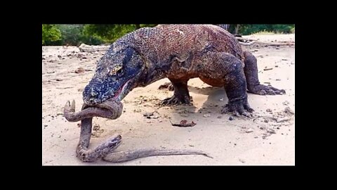 Tense Moments: Komodo Dragon Attacks and Swallows Sea Animals