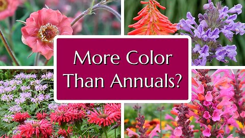 10 Perennials to Rival Annuals - Blooms All Summer