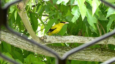 Black naped Oriole Singing Outside My Bedroom