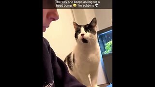 Cat Gently Begs For Attention From Human / 猫の愛情が懇願する