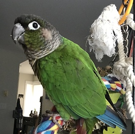Parrot loves rap music