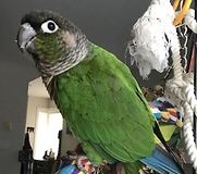 Parrot loves rap music