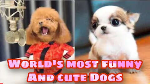 Funniest dogs in world You will laugh at all the DOGS