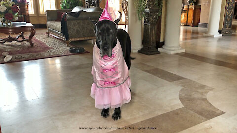 Great Dane looks pretty in princess Halloween costume